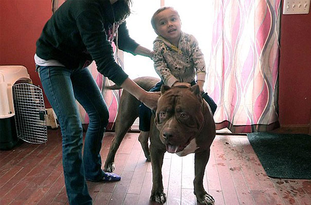 perro-pitbull-gigante-hulk (4)