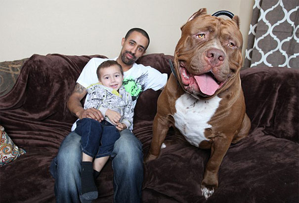 perro-pitbull-gigante-hulk (5)