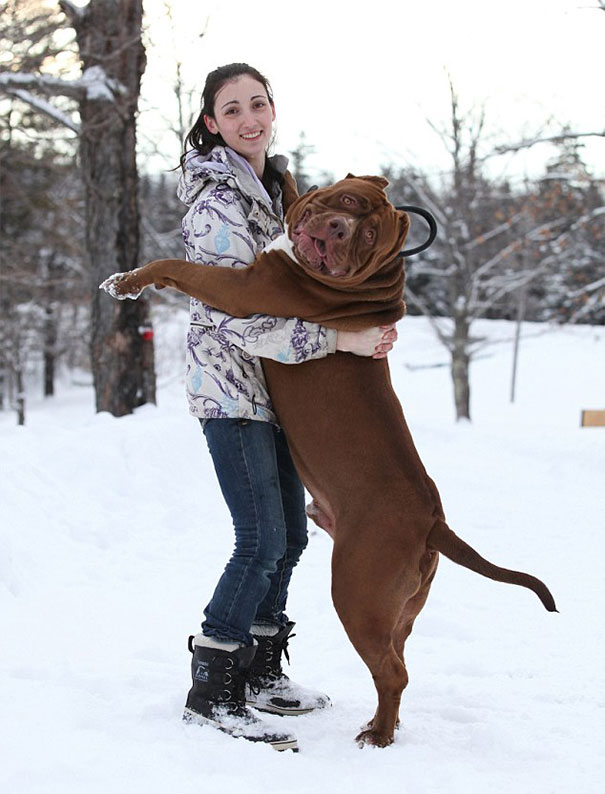perro-pitbull-gigante-hulk (6)