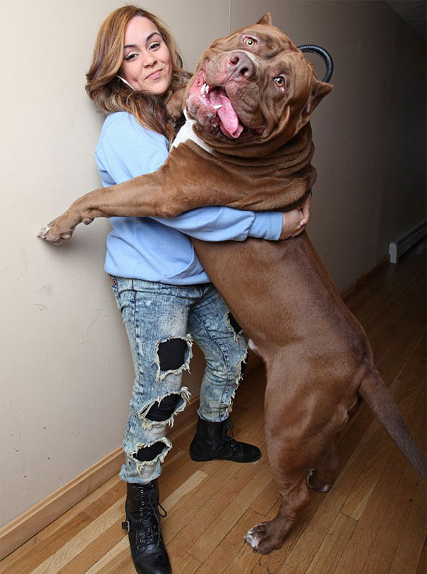 perro-pitbull-gigante-hulk (7)