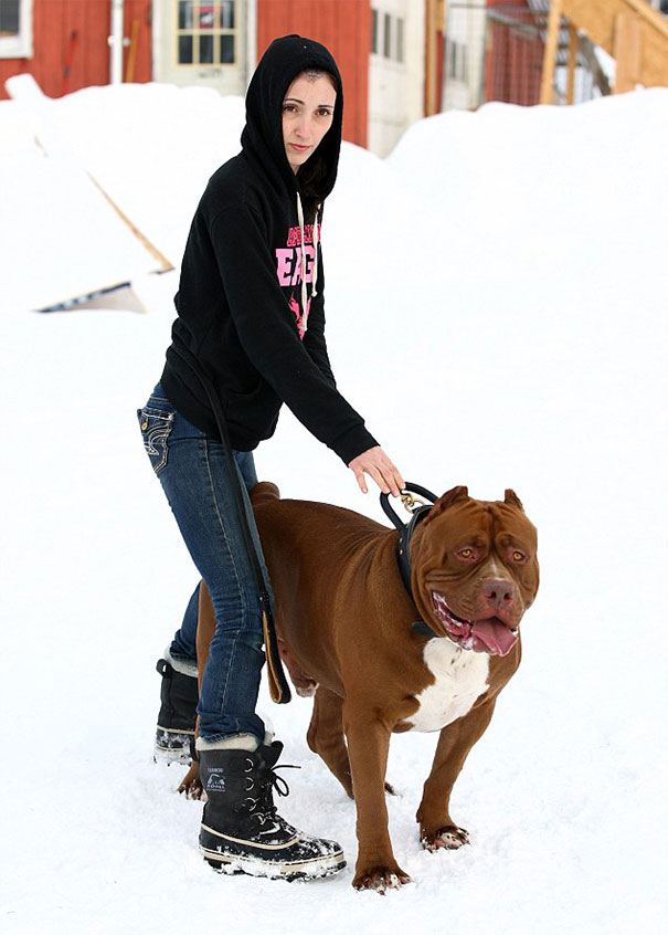 perro-pitbull-gigante-hulk (8)