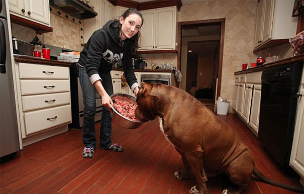 perro-pitbull-gigante-hulk (9)