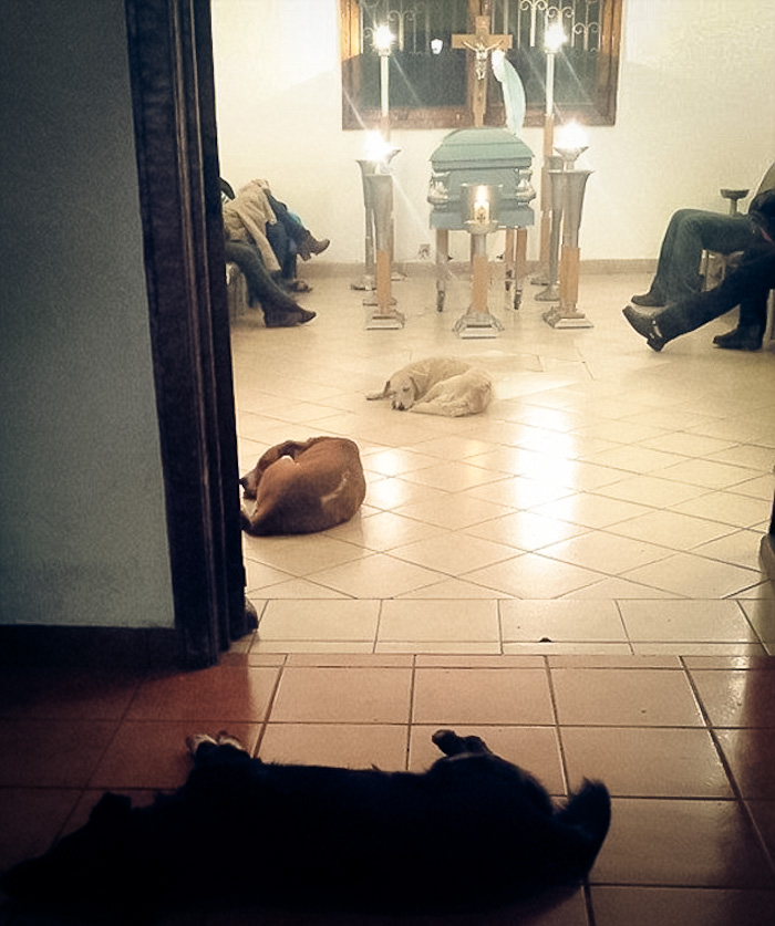 perros-callejeros-funeral-margarita-suarez-mexico (2)