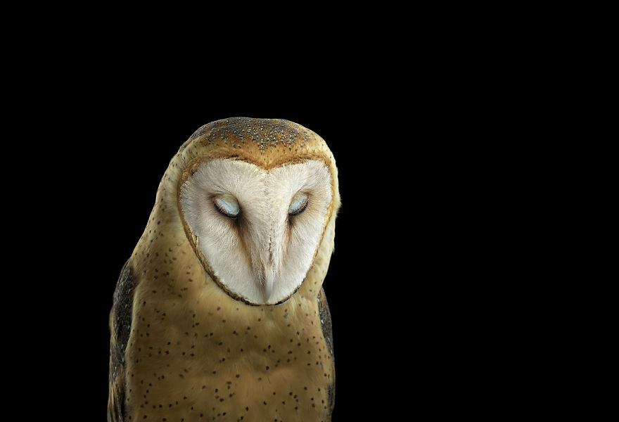 retratos-buhos-brad-wilson (1)