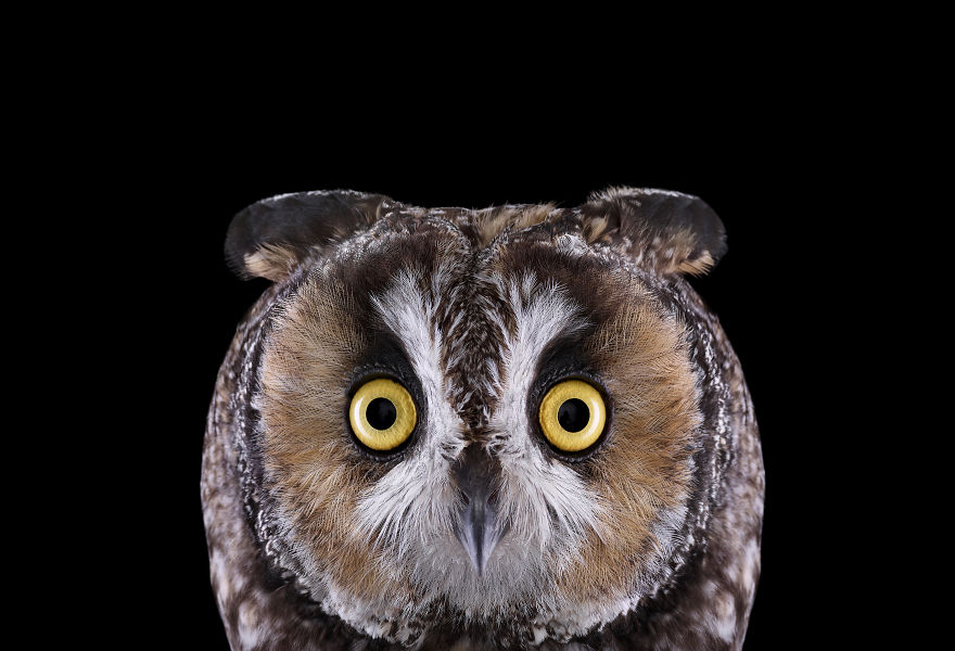Lon Eared Owl #1, Espanola, NM 2011