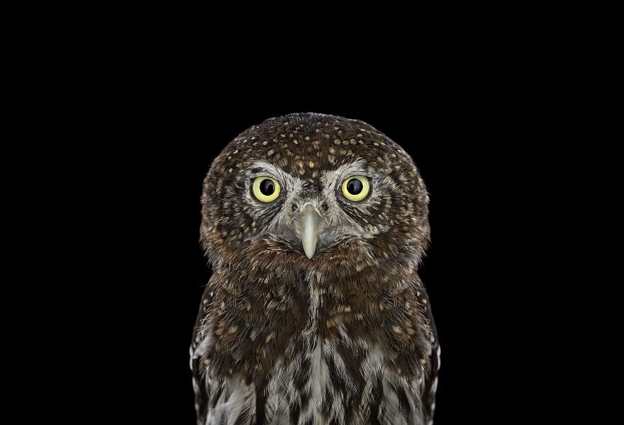 retratos-buhos-brad-wilson (13)