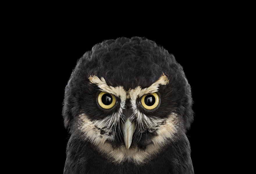 retratos-buhos-brad-wilson (15)
