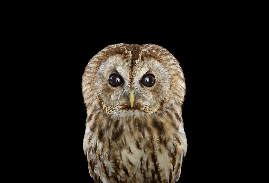 retratos-buhos-brad-wilson (16)