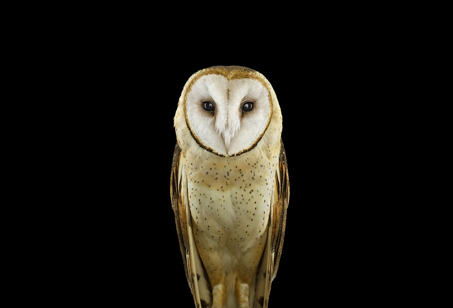 retratos-buhos-brad-wilson (2)