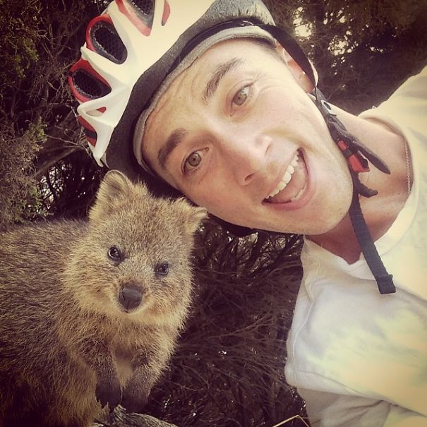 selfie-quokka-marsupial-moda-australia (10)