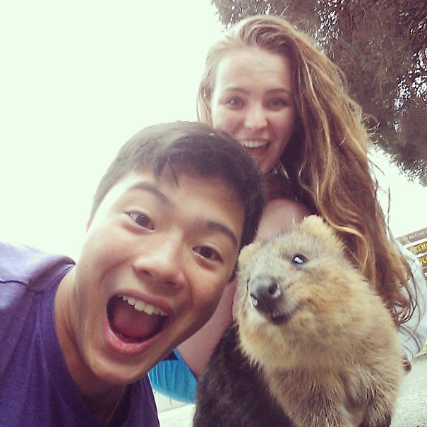 selfie-quokka-marsupial-moda-australia (14)