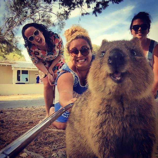 Hacerse selfies con un quokka es la moda más adorable de Australia