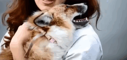zorro-tod-rescatado-domesticado-emma-dsylva- (1)