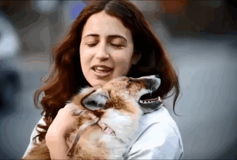 zorro-tod-rescatado-domesticado-emma-dsylva- (2)