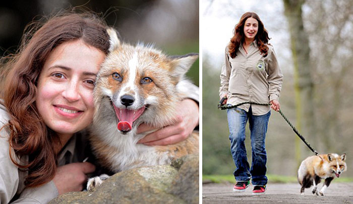 Este zorro rescatado y criado por humanos se cree que es un perro