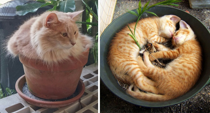 25 gatos-plantas que probablemente no deberías regar