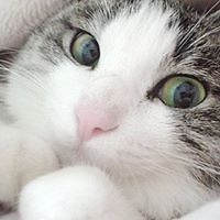 calvarez avatar