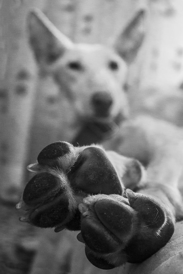 Seguro Que Después De Ver Estas Fotos Adoptarás En Vez De Comprar.