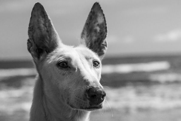 Seguro Que Después De Ver Estas Fotos Adoptarás En Vez De Comprar.