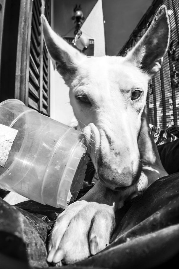 Seguro Que Después De Ver Estas Fotos Adoptarás En Vez De Comprar.