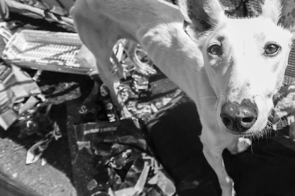 Seguro Que Después De Ver Estas Fotos Adoptarás En Vez De Comprar.
