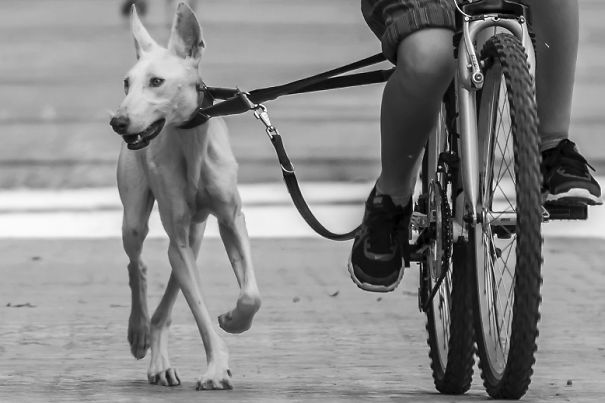 Seguro Que Después De Ver Estas Fotos Adoptarás En Vez De Comprar.