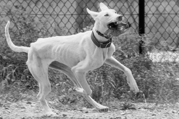 Seguro Que Después De Ver Estas Fotos Adoptarás En Vez De Comprar.
