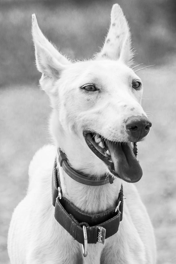 Seguro Que Después De Ver Estas Fotos Adoptarás En Vez De Comprar.