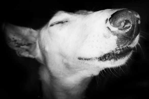Seguro Que Después De Ver Estas Fotos Adoptarás En Vez De Comprar.