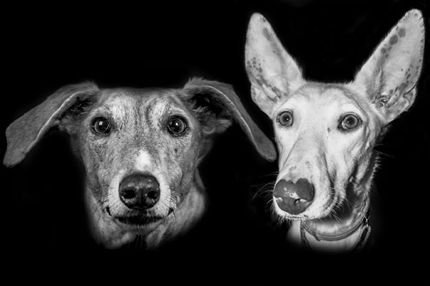 Seguro Que Después De Ver Estas Fotos Adoptarás En Vez De Comprar.