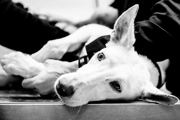 Seguro Que Después De Ver Estas Fotos Adoptarás En Vez De Comprar.