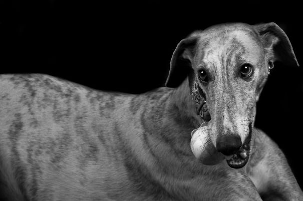Seguro Que Después De Ver Estas Fotos Adoptarás En Vez De Comprar.