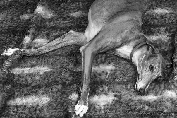 Seguro Que Después De Ver Estas Fotos Adoptarás En Vez De Comprar.