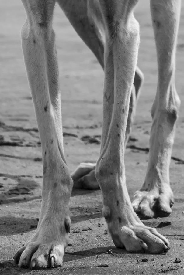 Seguro Que Después De Ver Estas Fotos Adoptarás En Vez De Comprar.