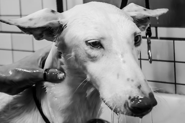 Seguro Que Después De Ver Estas Fotos Adoptarás En Vez De Comprar.