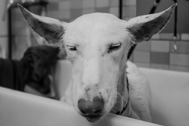 Seguro Que Después De Ver Estas Fotos Adoptarás En Vez De Comprar.