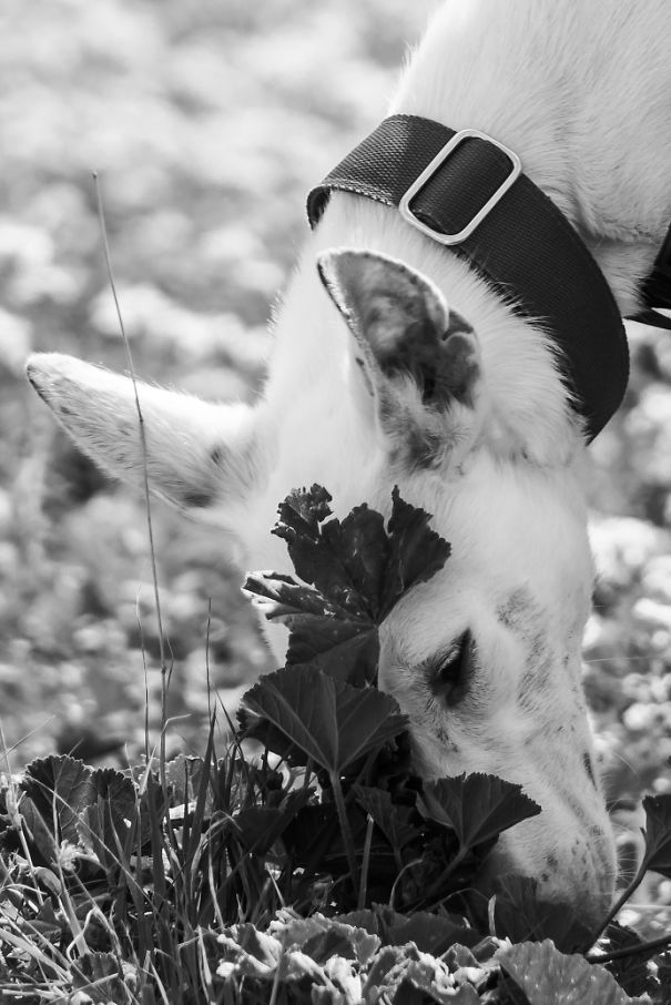 Seguro Que Después De Ver Estas Fotos Adoptarás En Vez De Comprar.