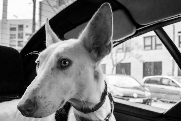 Seguro Que Después De Ver Estas Fotos Adoptarás En Vez De Comprar.