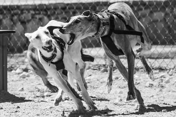 Seguro Que Después De Ver Estas Fotos Adoptarás En Vez De Comprar.