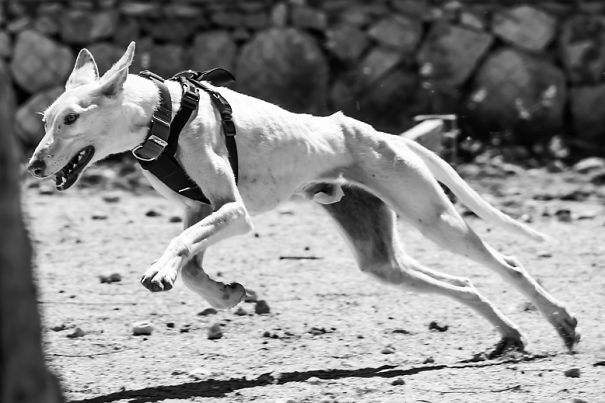 Seguro Que Después De Ver Estas Fotos Adoptarás En Vez De Comprar.