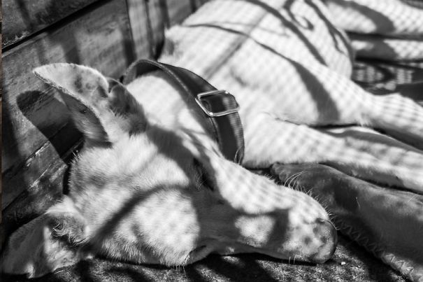 Seguro Que Después De Ver Estas Fotos Adoptarás En Vez De Comprar.