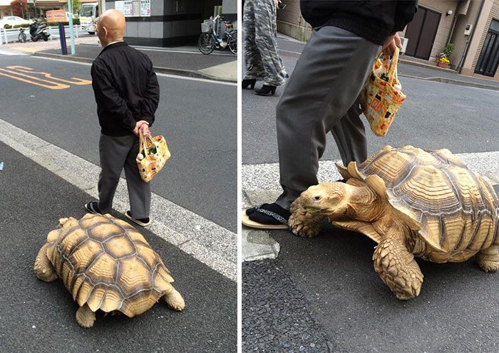 El dueño más paciente del mundo pasea a su tortuga gigante por las calles de Tokio