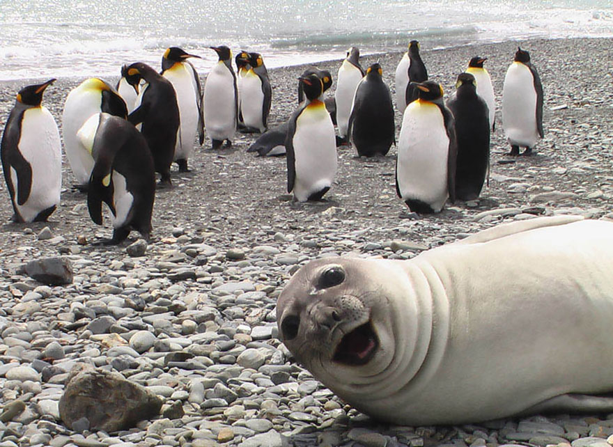 animales-photobomb-divertido (13)