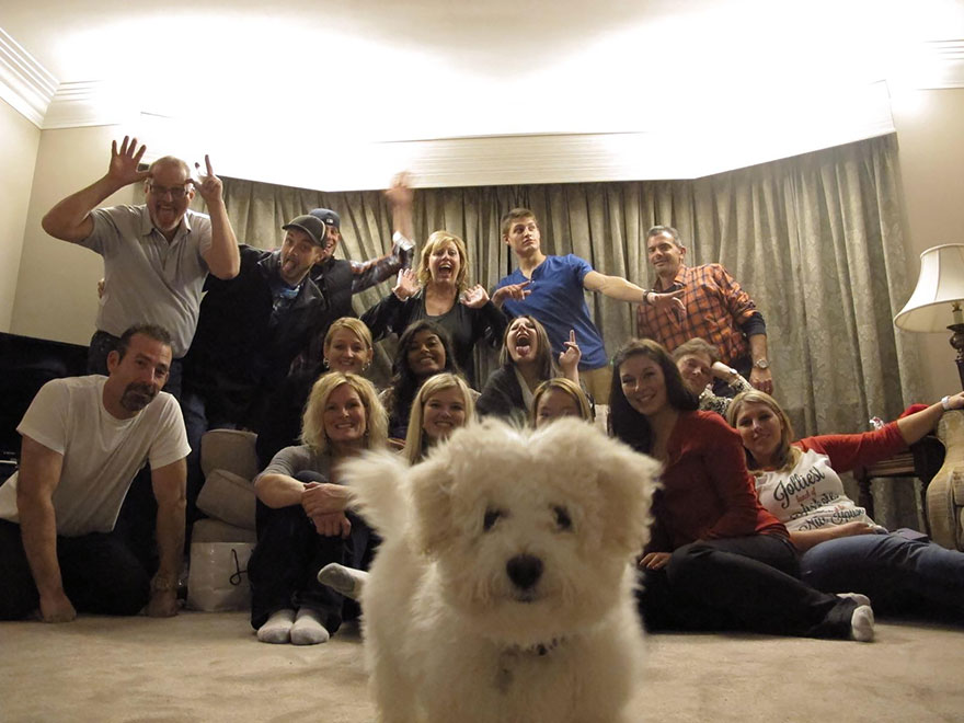 animales-photobomb-divertido (15)
