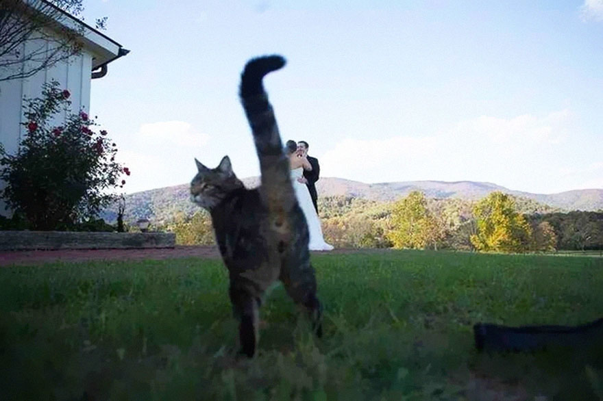 animales-photobomb-divertido (17)