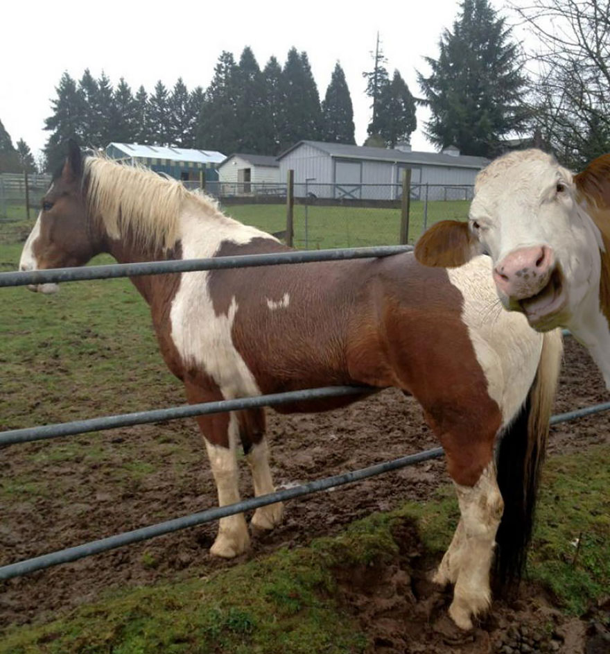 animales-photobomb-divertido (31)