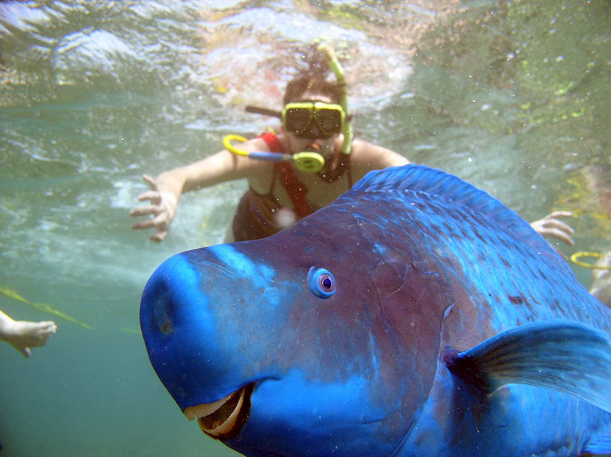 animales-photobomb-divertido (4)