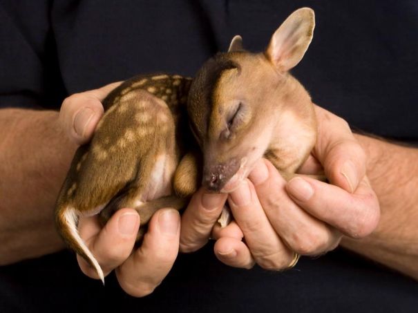 animales-preciosos-en-palmas-de-manos (12)