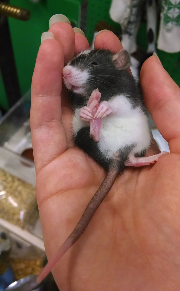 animales-preciosos-en-palmas-de-manos (17)