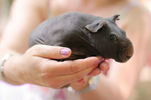 animales-preciosos-en-palmas-de-manos (5)
